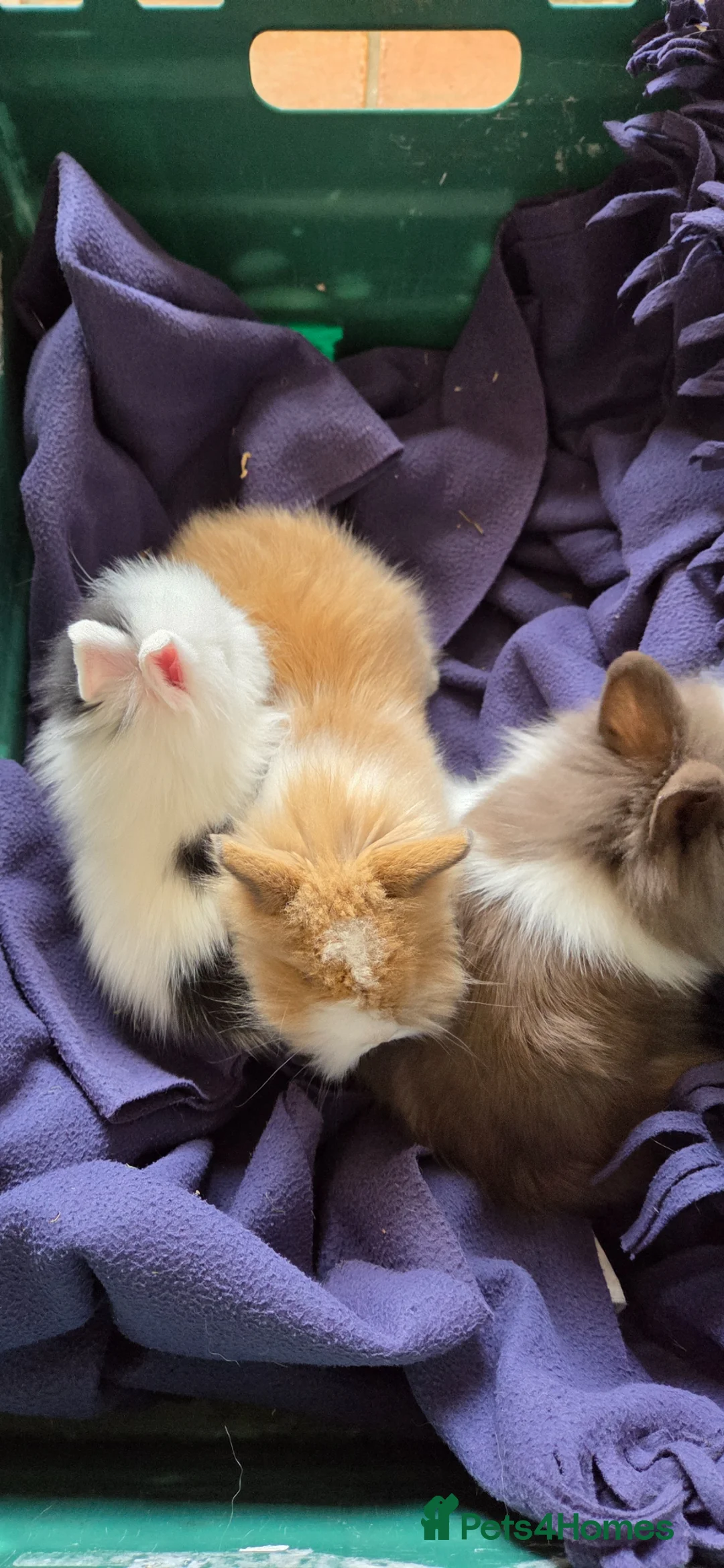 Lionhead rabbits for sale: 3 baby purebred lionheads - Advert 8
