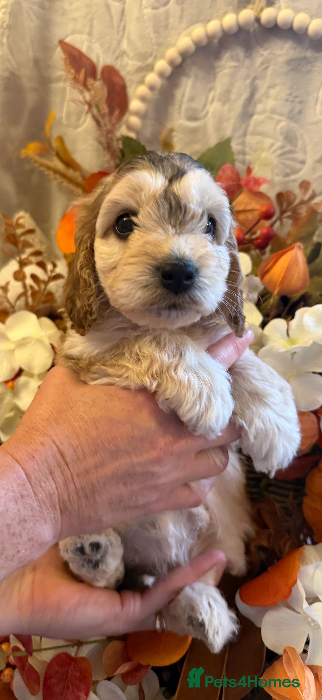 Cockapoo dogs for sale: Gorgeous cockapoo babies  - Image 13