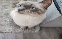 Ragdoll cats for sale: 2 lynx seal point Ragdolls kittens - Image 12