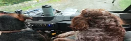 Sprocker dogs for sale: Sprockets Due This Week - Advert 9