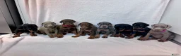 Dobermann dogs for stud: KC Doberman STUD - Advert 5