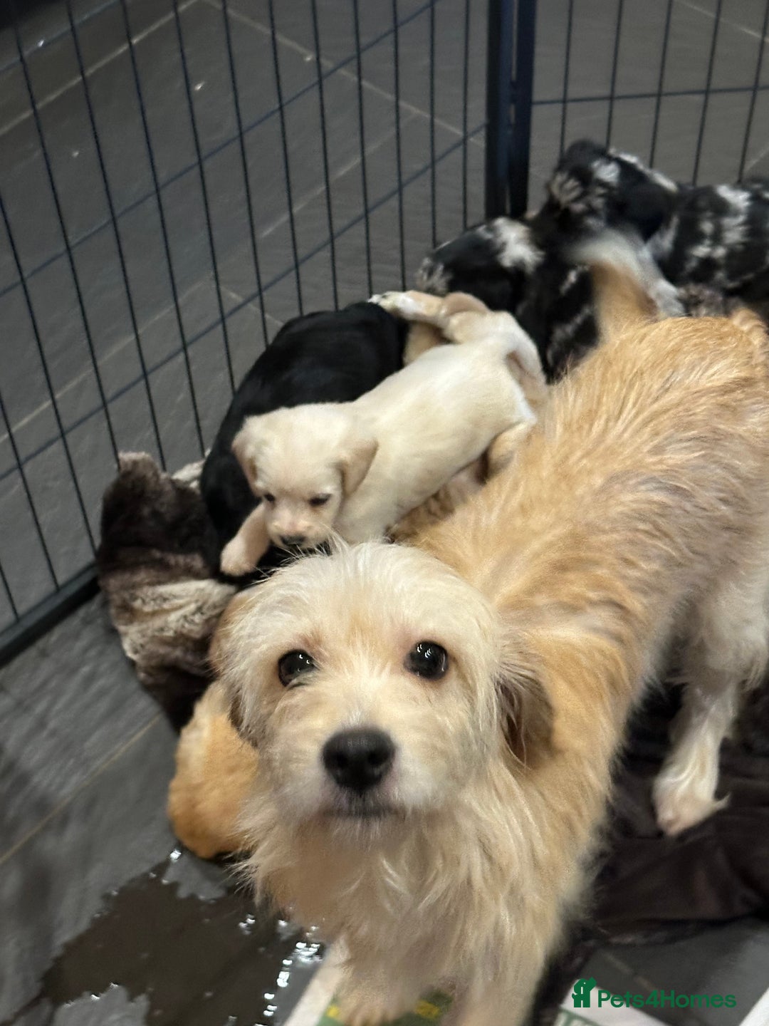 Mixed Breed dogs for sale: Cavapoo Beagle x Miniature Poodle  - Advert 15