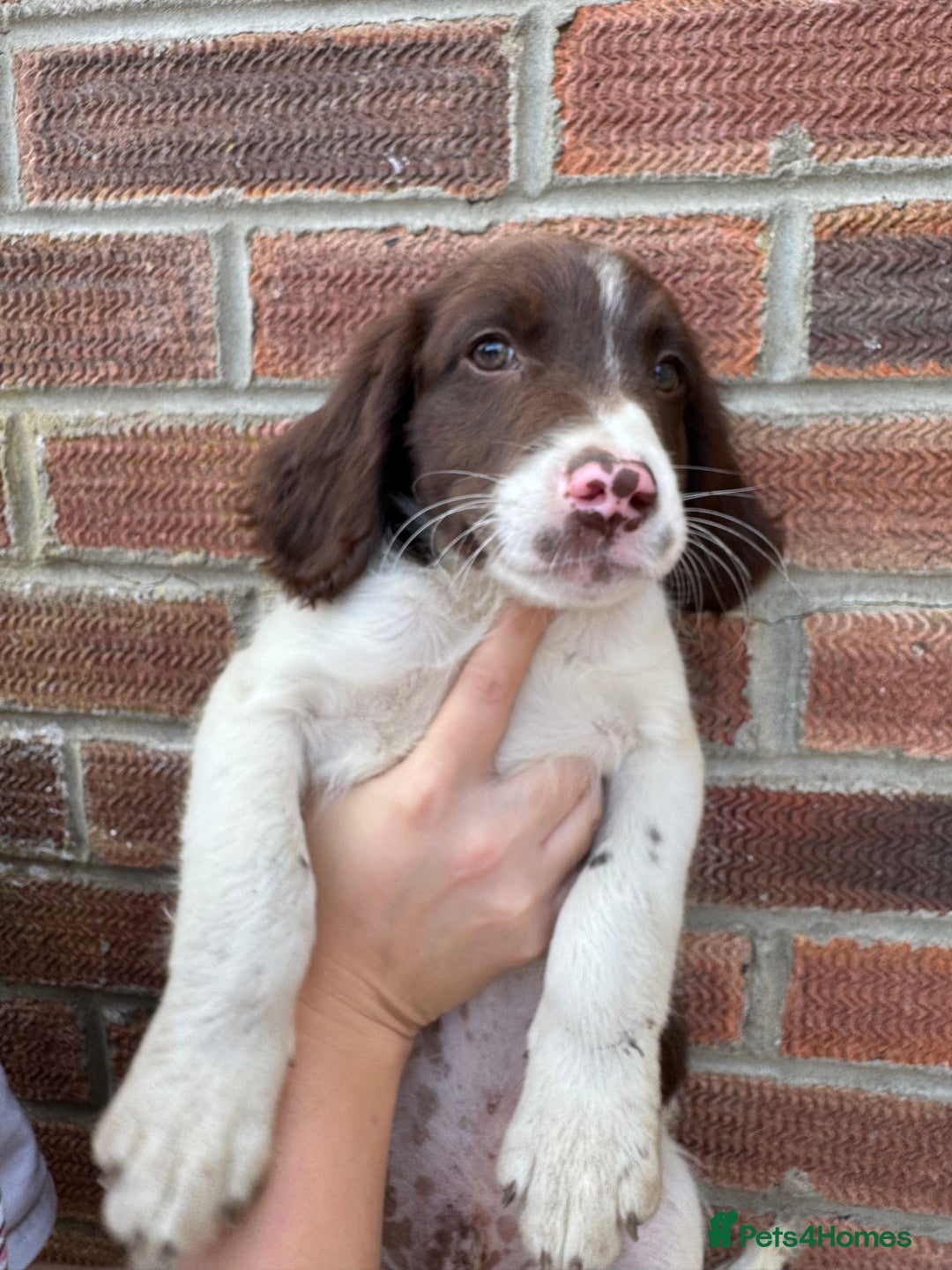 Springador dogs for sale: Final 2 Beautiful Springador puppies  - Image 2
