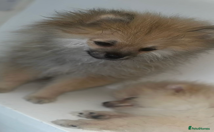 Pomeranian dogs - Advert 15