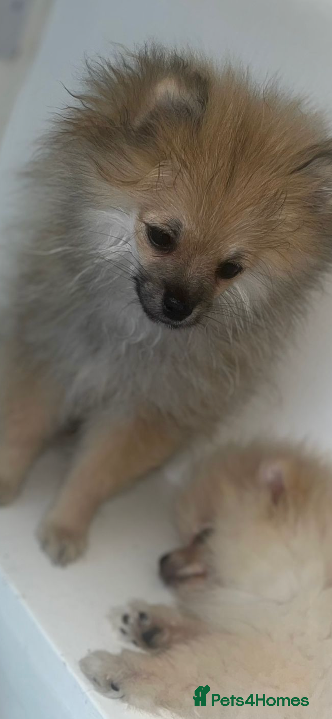 Pomeranian dogs for sale: Pomeranian  puppies  - Image 3
