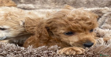 Toy Poodle dogs - Advert 3