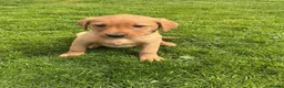 Labrador Retriever dogs for sale: For Red Labrador pups. KC REG/COUNCIL LICENSED  - Advert 10