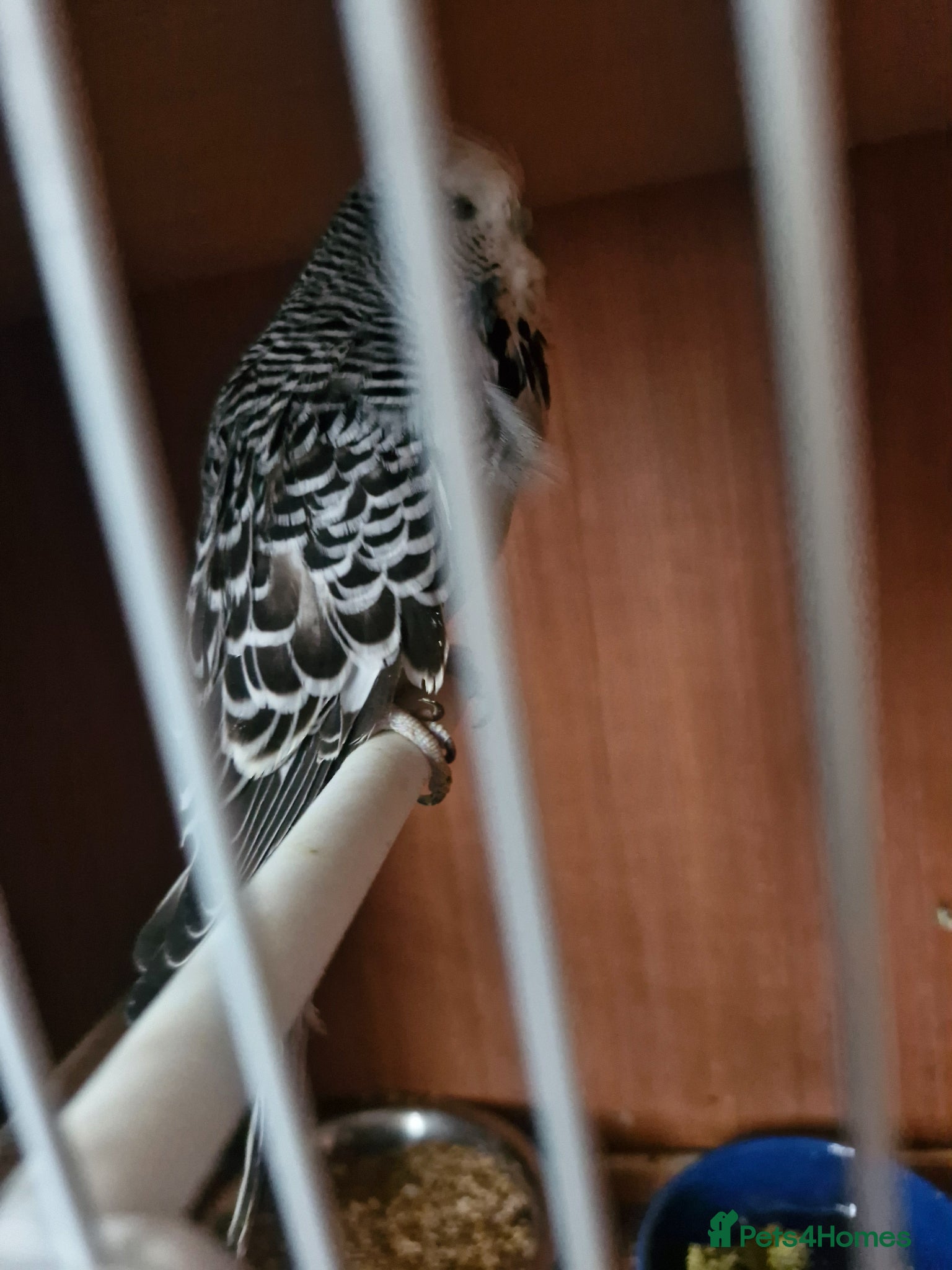 Finches birds for sale: Finches and budgies for sale  - Advert 11