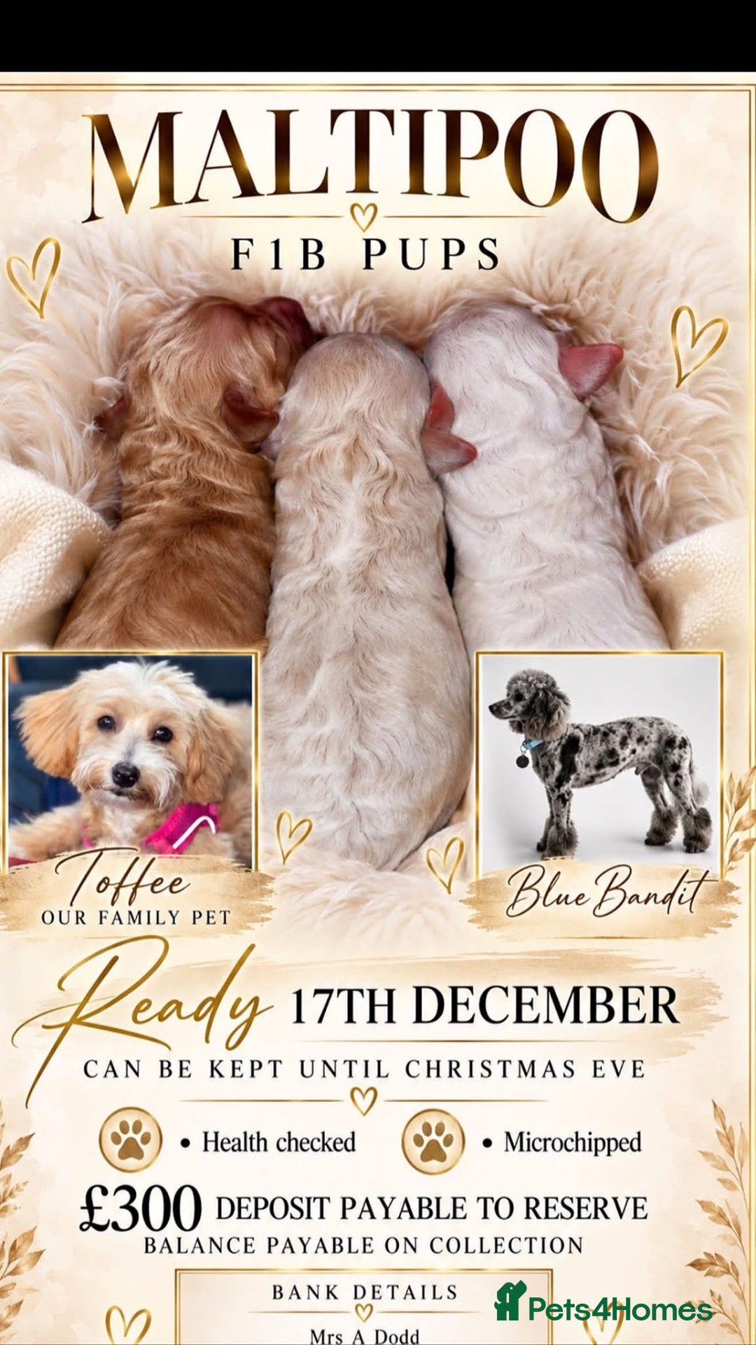 Maltipoo dogs for sale: Stunning Litter of Maltipoo F1B  - Advert 5