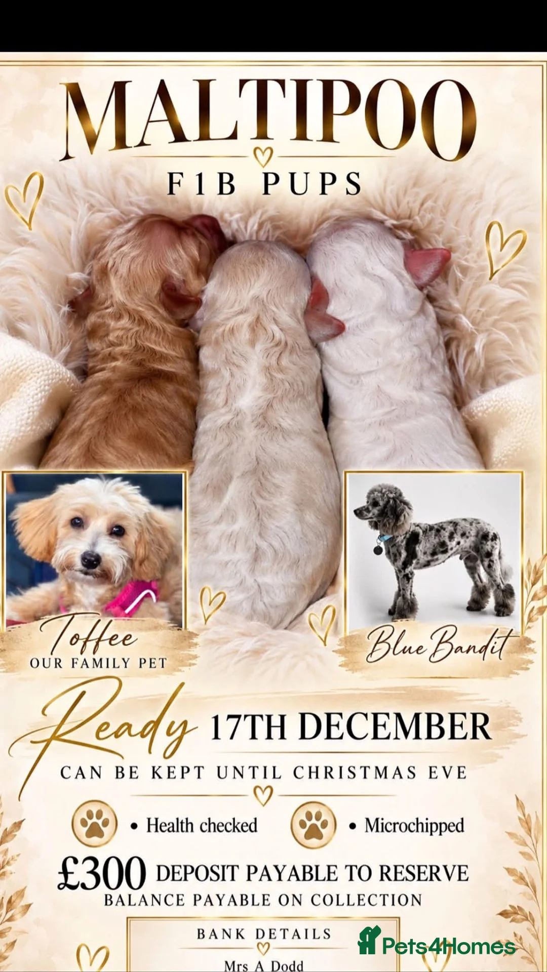 Maltipoo dogs for sale: Stunning Litter of Maltipoo F1B  in Manchester - Advert 1