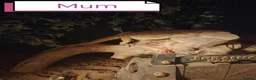 Bearded Dragon reptiles for sale: baby bearded dragon in Leicester - Advert 6
