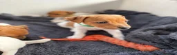 Jack Russell dogs for sale: Beautiful Jack Russell Puppies - Advert 13