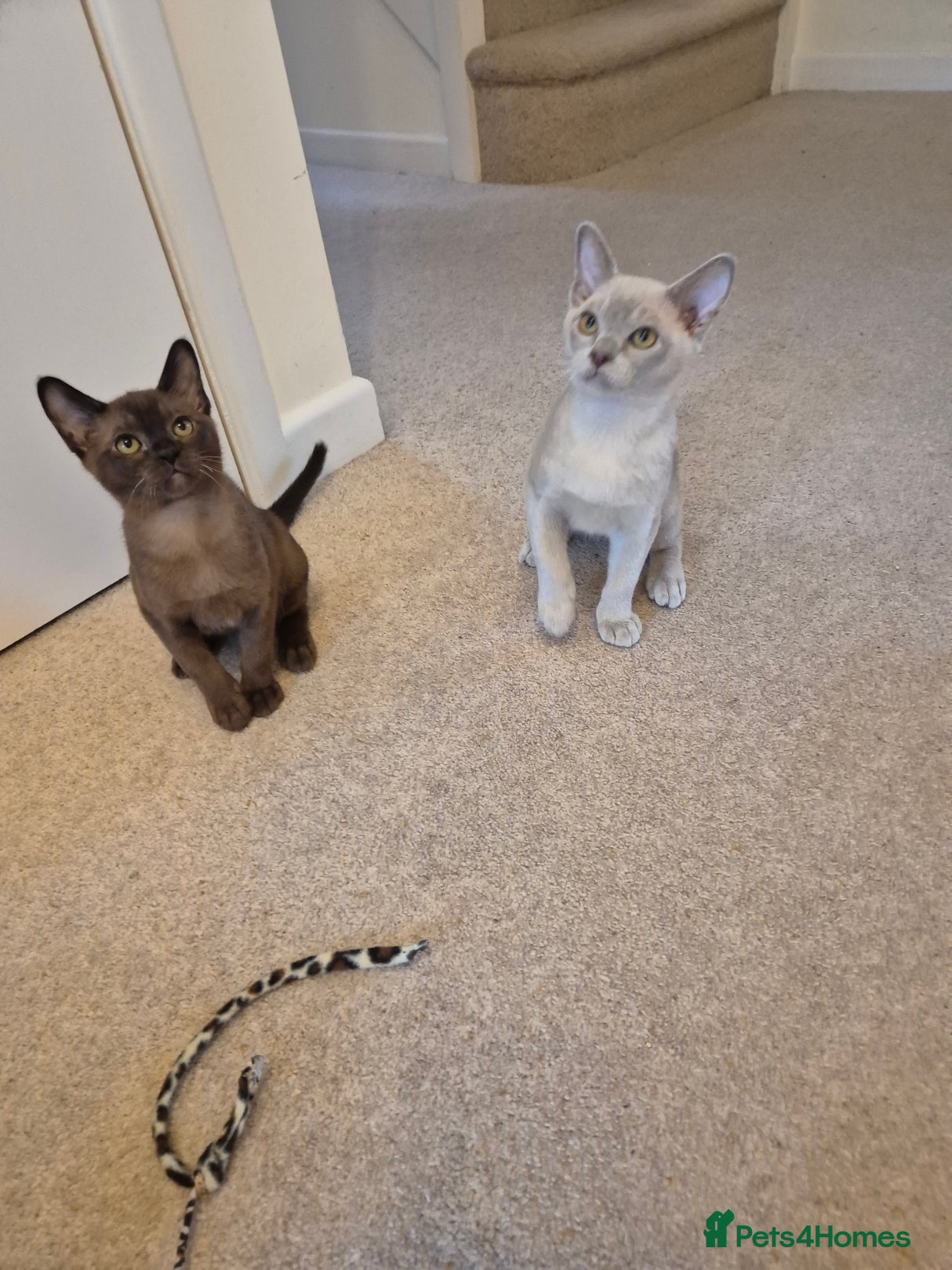 Burmese cats for sale: Pedigree Burmese Kittens Available - Advert 3