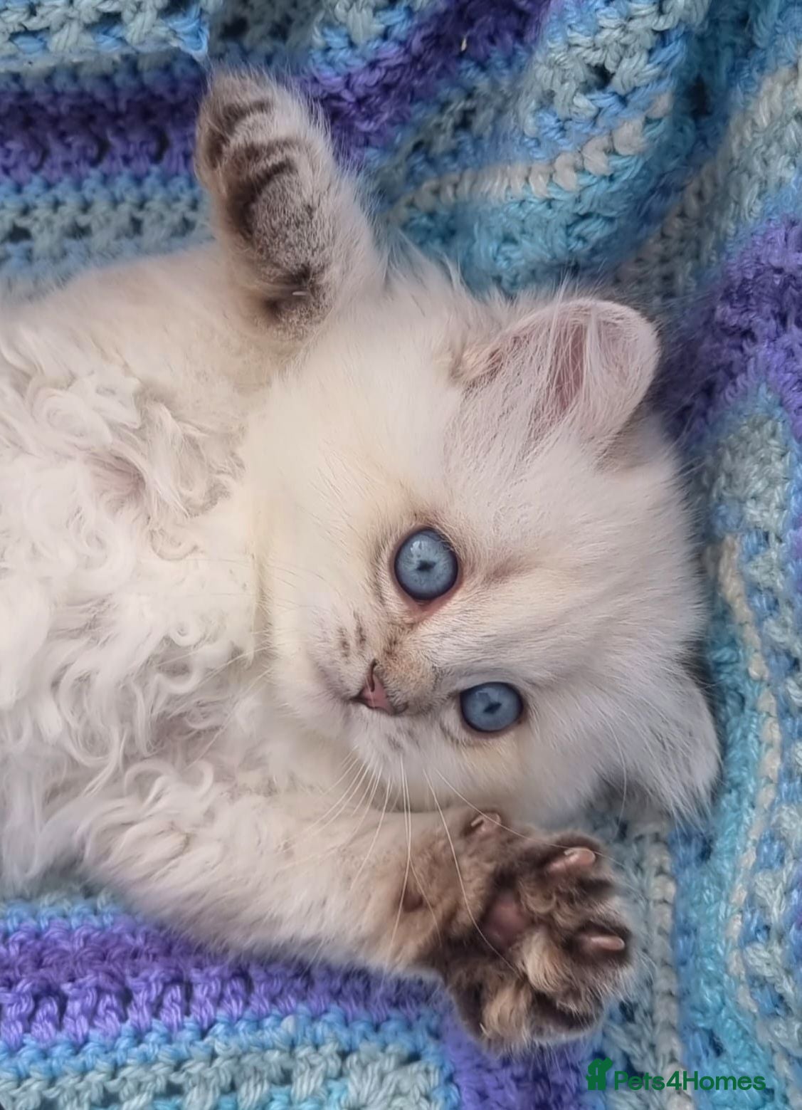 British Shorthair cats 💖GOLDEN & SILVER POINT BSH & BLH KITTENS💖 - Advert 1
