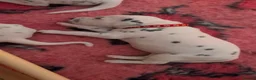 Dalmatian dogs for sale: Dalmatian puppies  - Advert 4