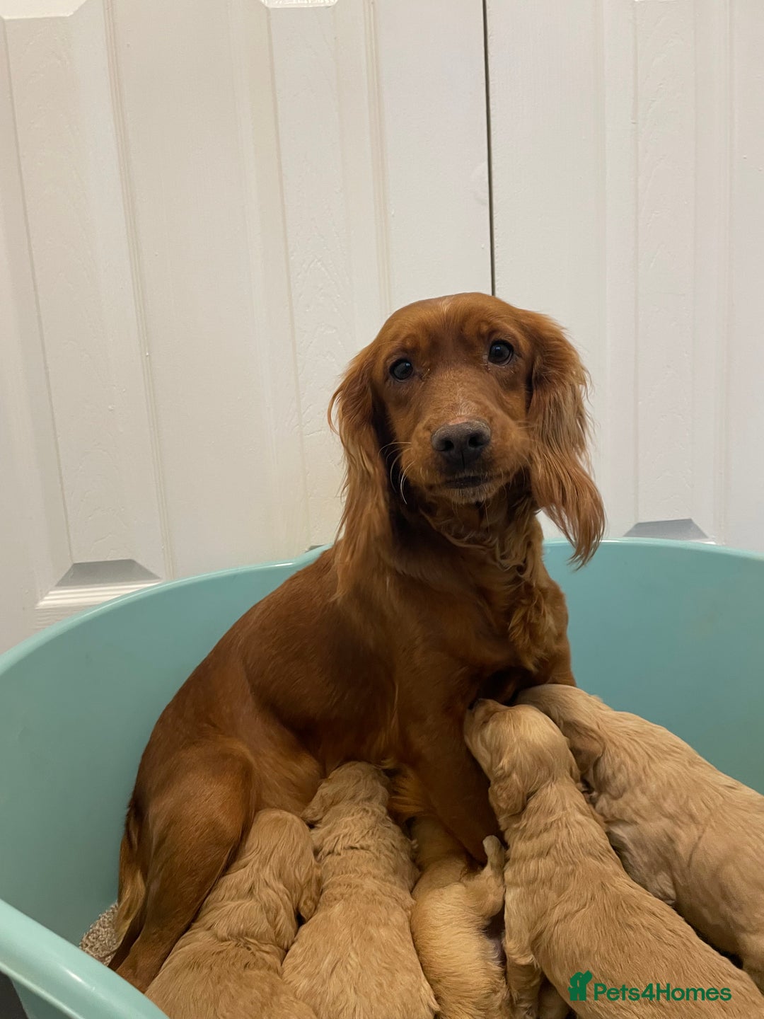 Cockapoo dogs for sale: P,r,a clear f1 cockpoo - Advert 3