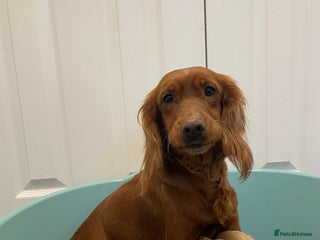 Cockapoo dogs P,r,a clear f1 cockpoo - Advert 4