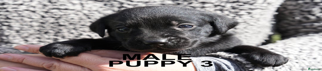Black male Labrador Retriever Puppy 3
