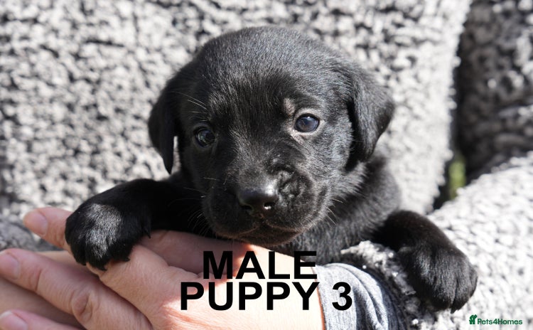 Labrador Retriever dogs - Advert 5