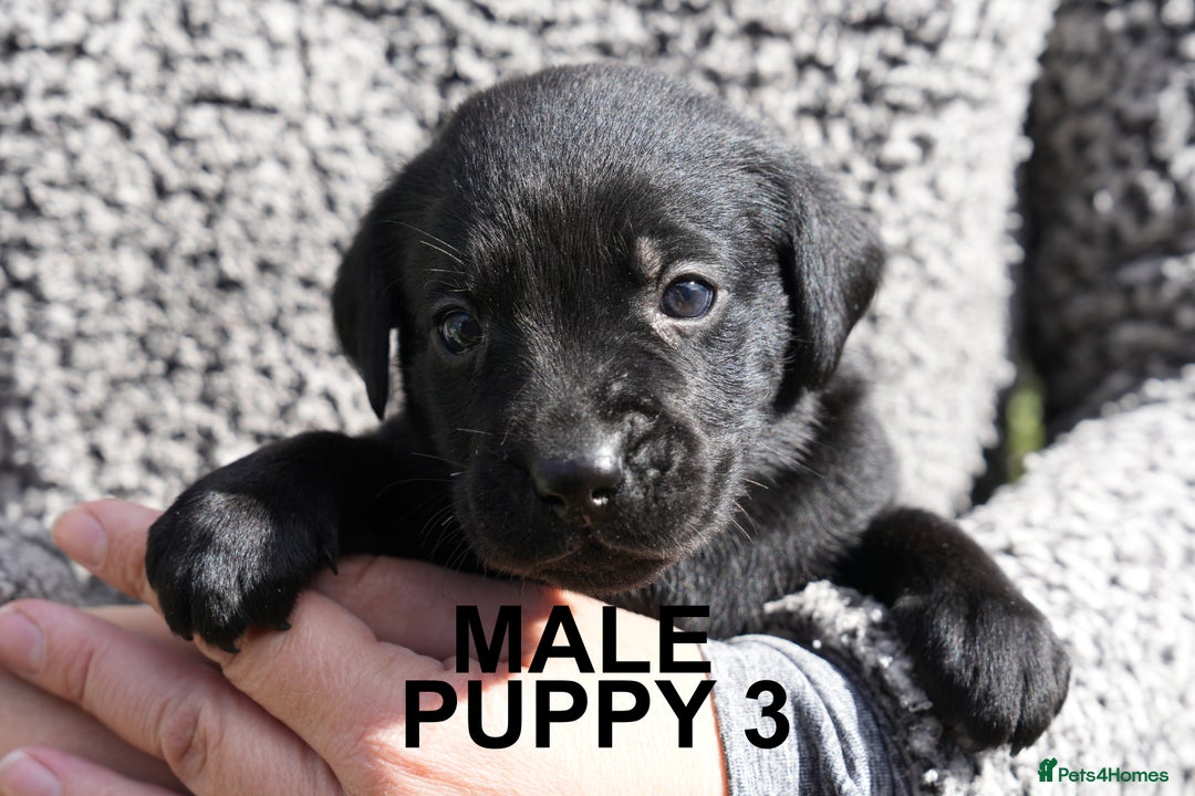 Labrador Retriever dogs for sale: Labrador retrievers chocolate and black KC reg - Image 5