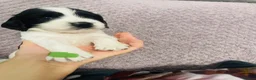 English Springer Spaniel dogs for sale: 4 weeks old🐶❤️AdorableSpringerSpanielPuppie 🐶❤️  - Advert 17