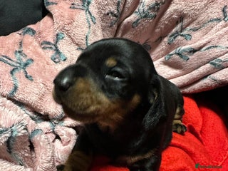 Miniature Dachshund dogs STUNNING SMOOTH SHORT HAIR MINIATURE DACHSHUND 💞 - Advert 7