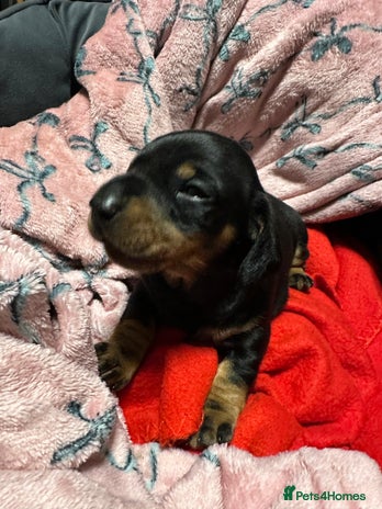 Miniature Dachshund dogs STUNNING SMOOTH SHORT HAIR MINIATURE DACHSHUND 💞 - Advert 1