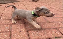 Jack Russell dogs for sale: Jack Russell puppys - Image 5