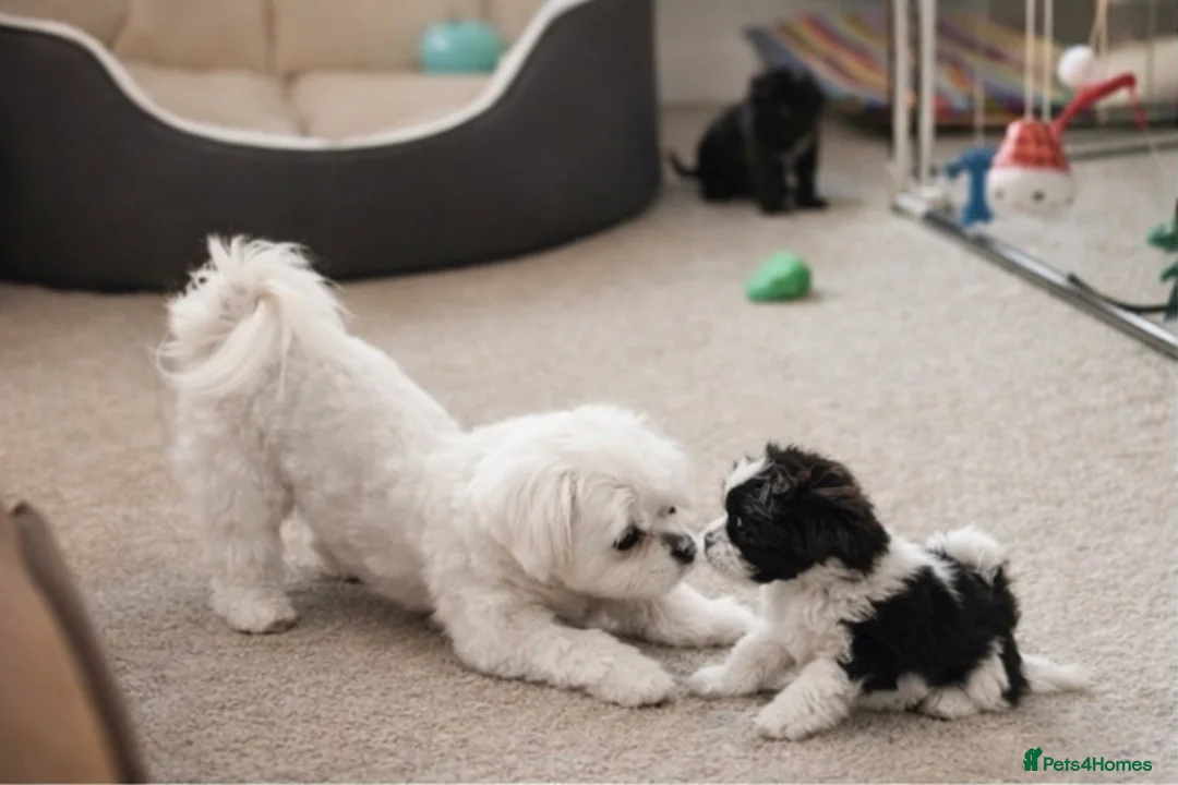 Maltipoo dogs for sale: Rare True Asian Teddy-Bear Maltipoo Puppies  - Advert 13