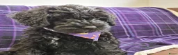 Schnoodle dogs for sale: schnoodle  - Advert 7
