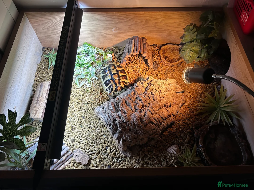 Tortoise reptiles for sale: Hermann Tortoise in Shrewsbury - Advert 4