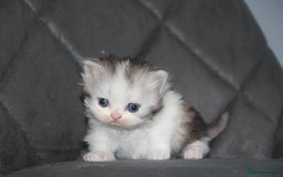 Scottish Fold cats for sale: Six wonderful Scottish Fold/straight kittens - Image 8