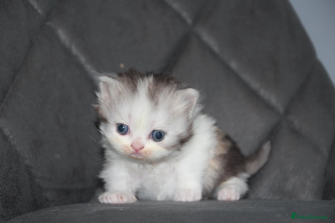 Scottish Fold cats for sale: Six wonderful Scottish Fold/straight kittens - Image 8