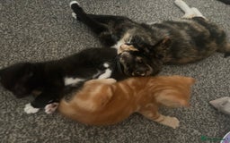 Mixed Breed cats for sale: Mixed breed tabby kittens  - Image 4