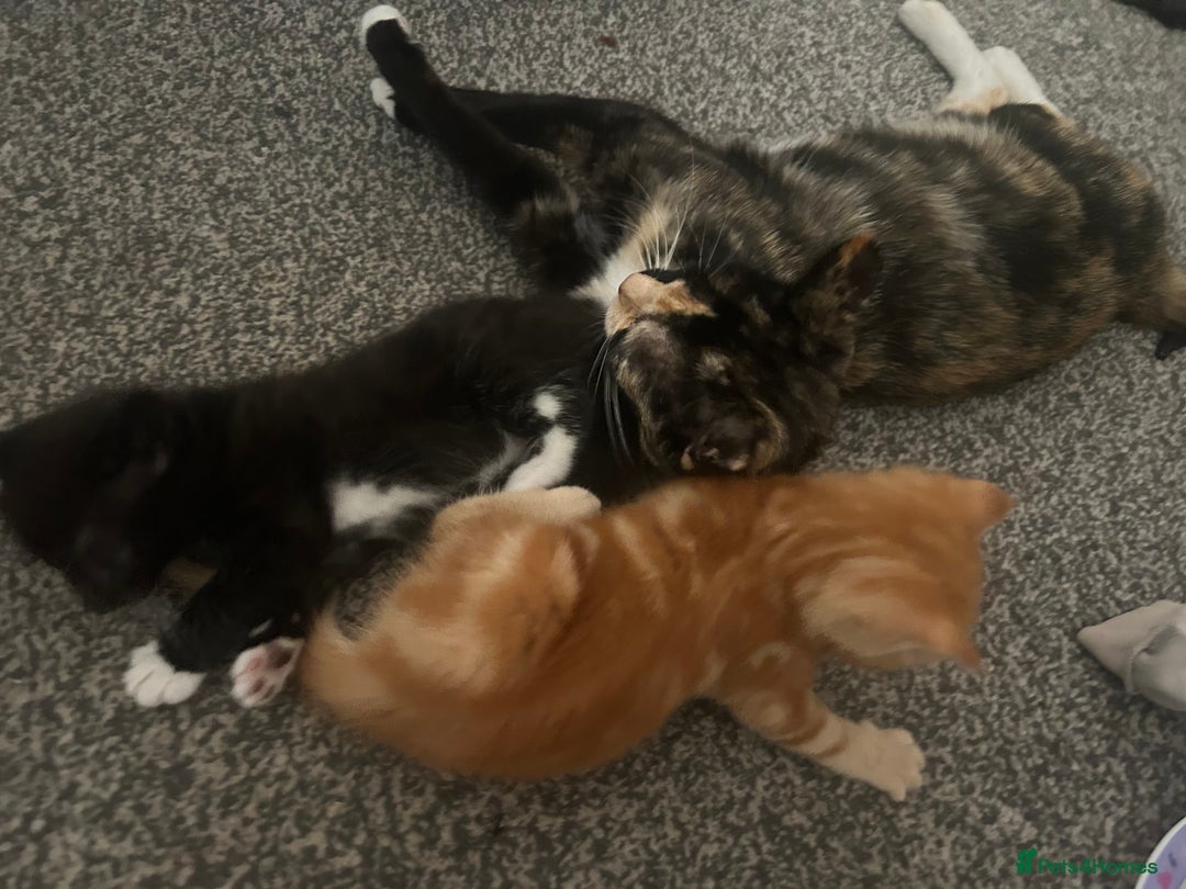Mixed Breed cats for sale: Mixed breed tabby kittens  - Image 4