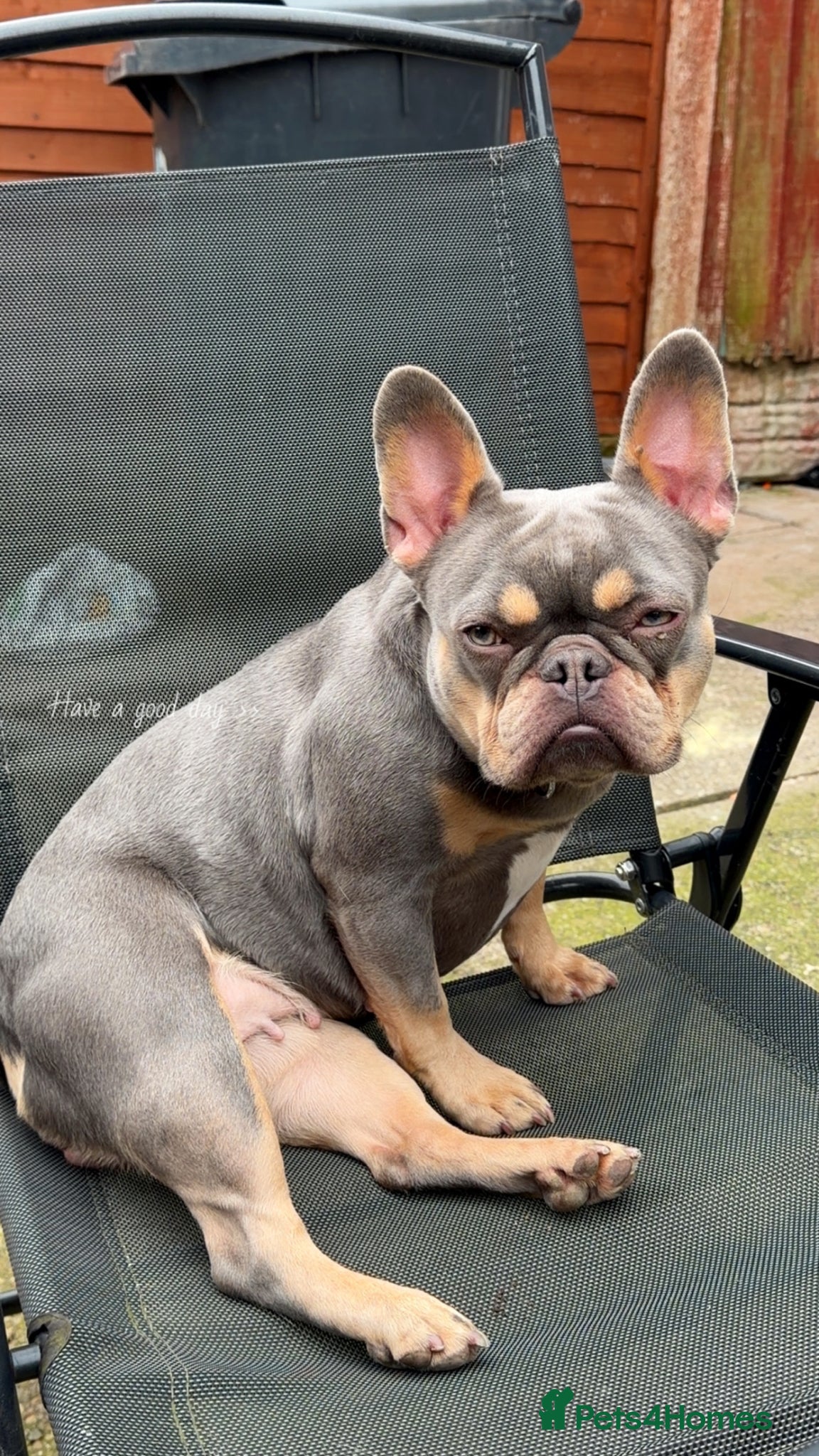 French Bulldog dogs Female French bulldog - Advert 1