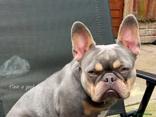 French Bulldog dogs Female French bulldog - Advert 1