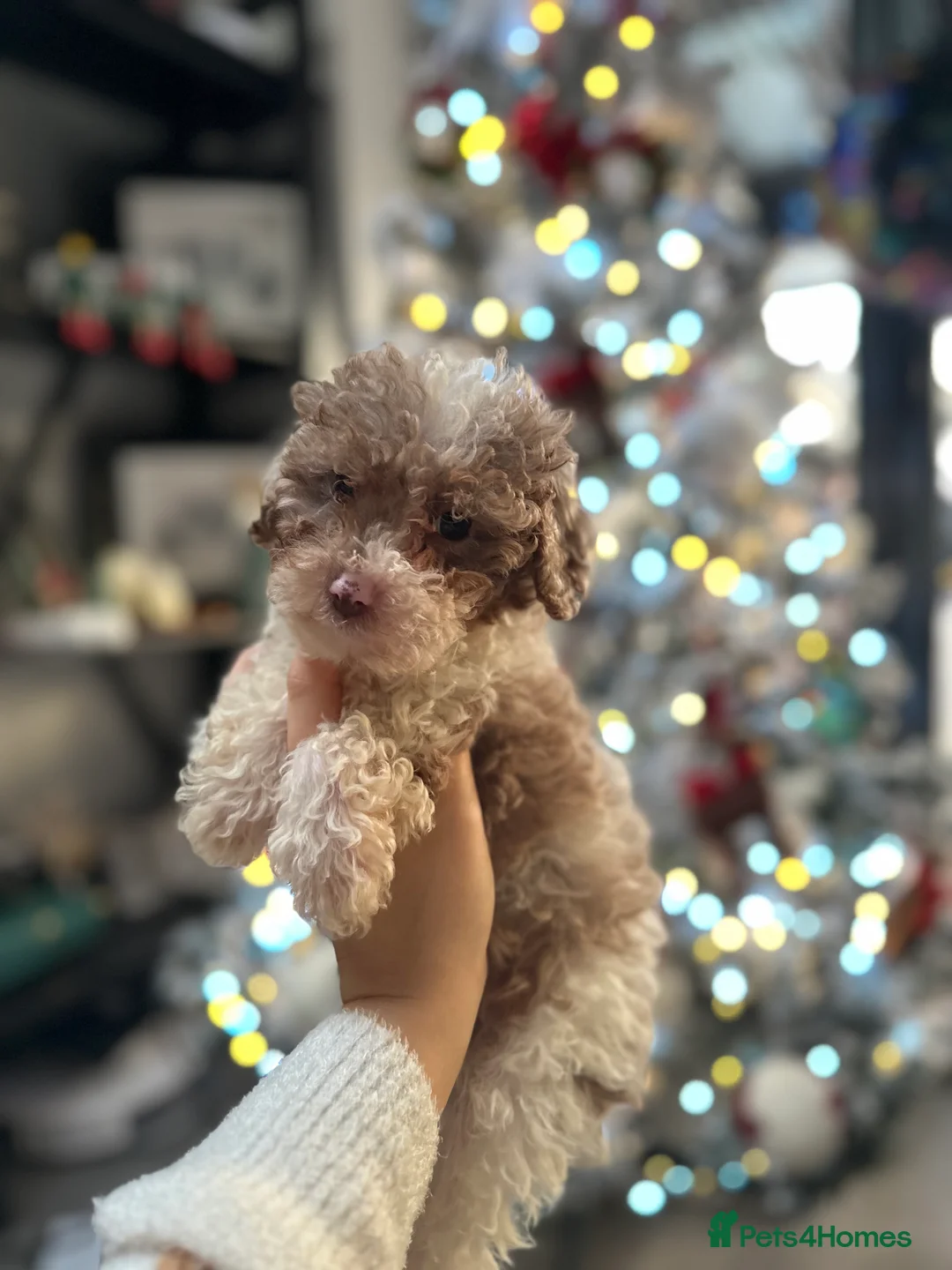 Cavapoo dogs for sale: Exceptional F2 Cavapoo Puppies - HomeRaised  - Advert 16