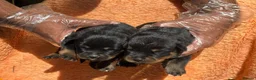 Rottweiler dogs for sale: Top quality kc reg Rottweiler pups german/serbian - Advert 2