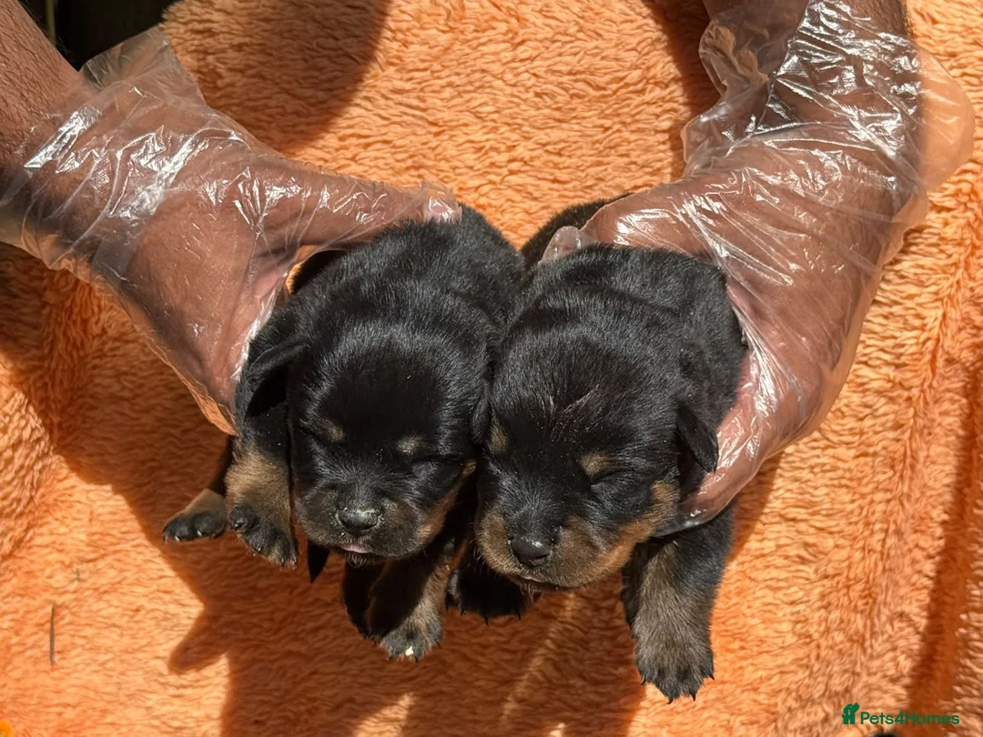 Rottweiler dogs for sale: Top quality kc reg Rottweiler pups german/serbian - Advert 2