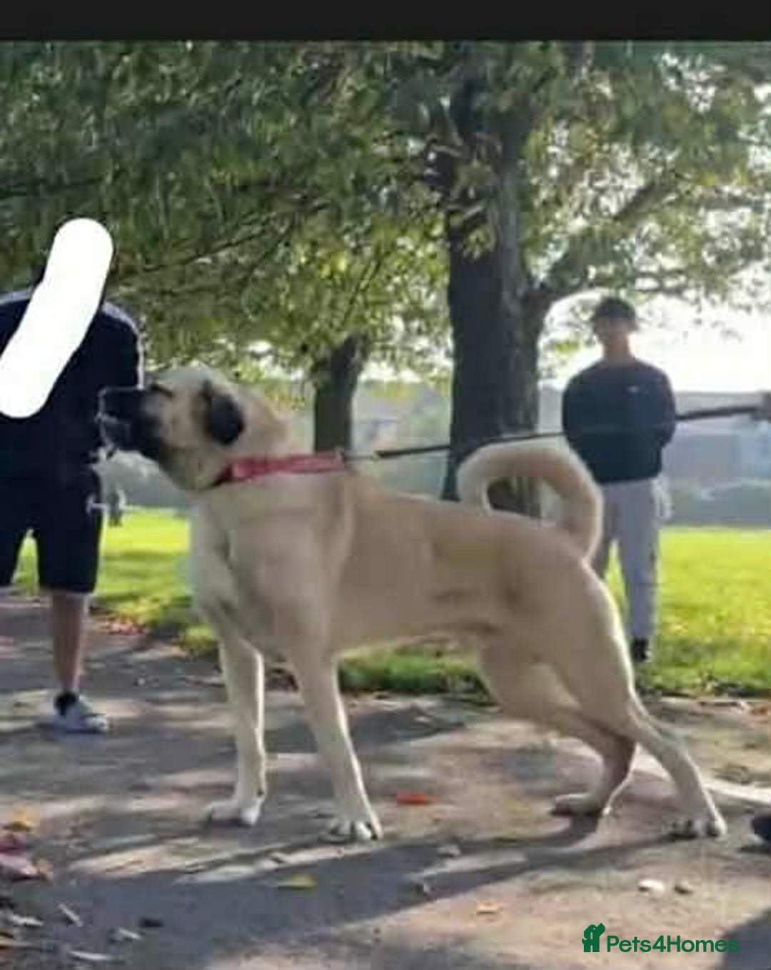 Turkish Kangal dogs for sale: Turkish kangal - Advert 12