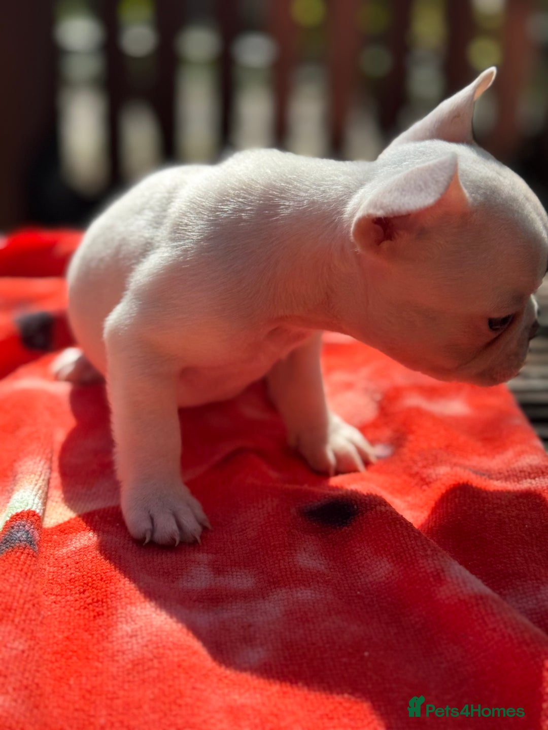 French Bulldog dogs for sale: Adorable French Bulldogs - Image 15