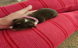 Mixed Breed dogs for sale: Chiweenie Puppies  - Image 2