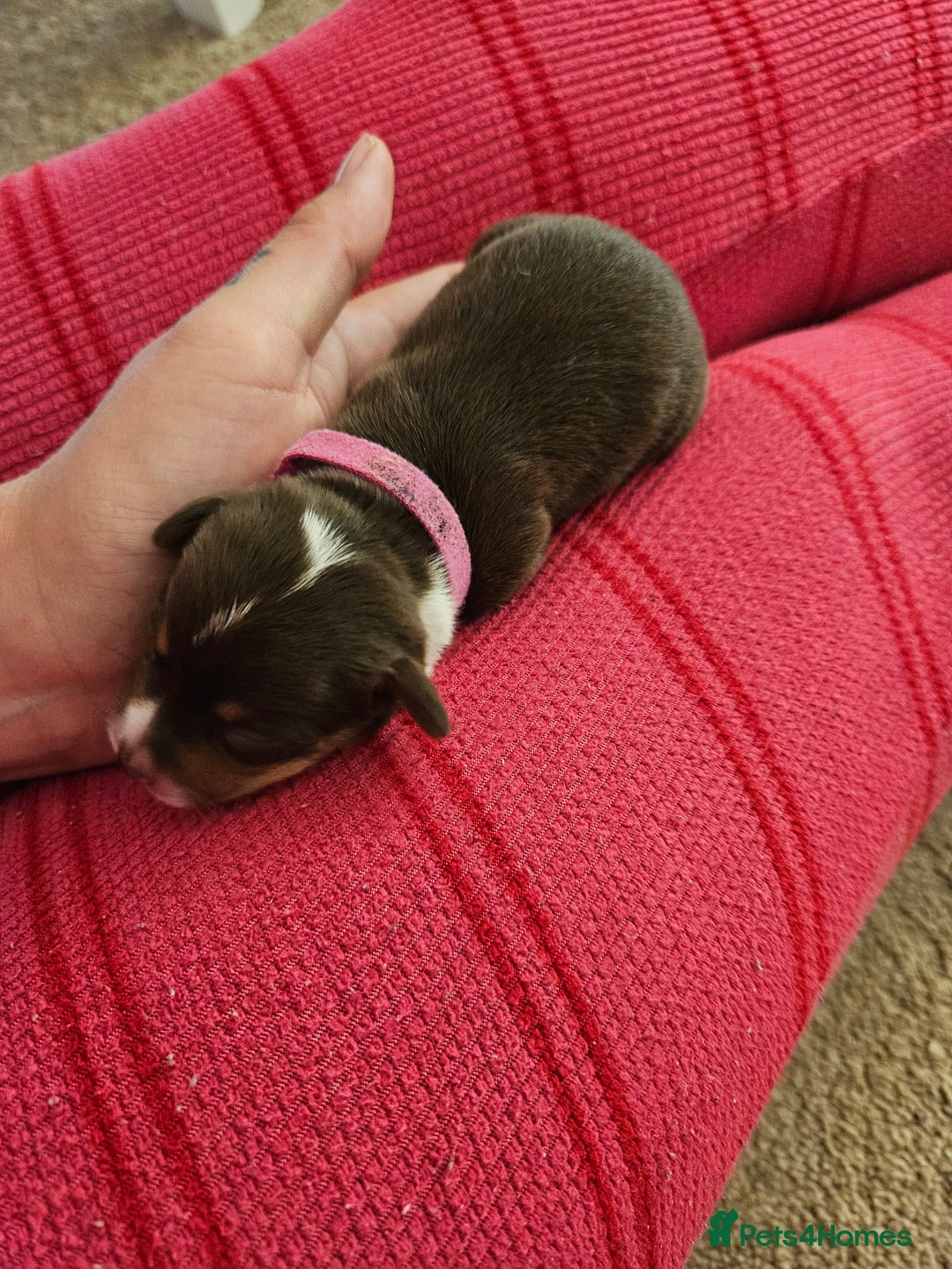 Mixed Breed dogs for sale: Chiweenie Puppies  - Image 2