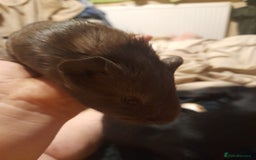 Guinea Pig rodents for sale: Male and female Guinea pig's  - Image 8