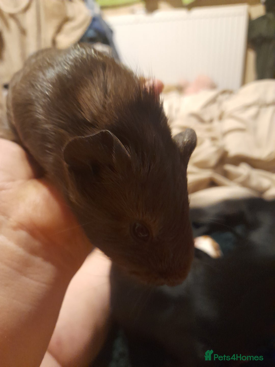 Guinea Pig rodents for sale: Male and female Guinea pig's  - Image 8
