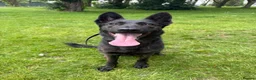 Mixed Breed dogs for sale: Dutch herder x German shepherd 3 years female  - Advert 1
