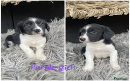 Sprollie dogs for sale: 🩶Beautiful sprollie puppies🩶  - Image 10