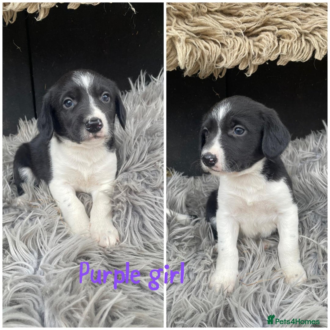 Sprollie dogs for sale: 🩶Beautiful sprollie puppies🩶  - Image 10