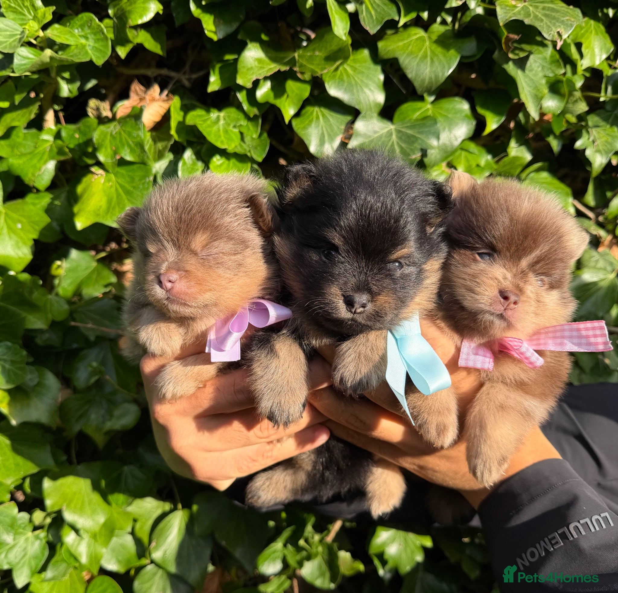 Pomeranian dogs KC micro Russian bloodlines Pomeranian puppies - Advert 1